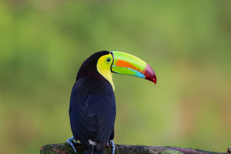 Costa Rica, Pura Vida