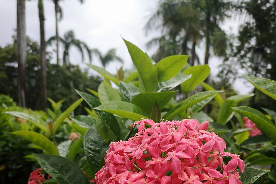 La mágia de las flores