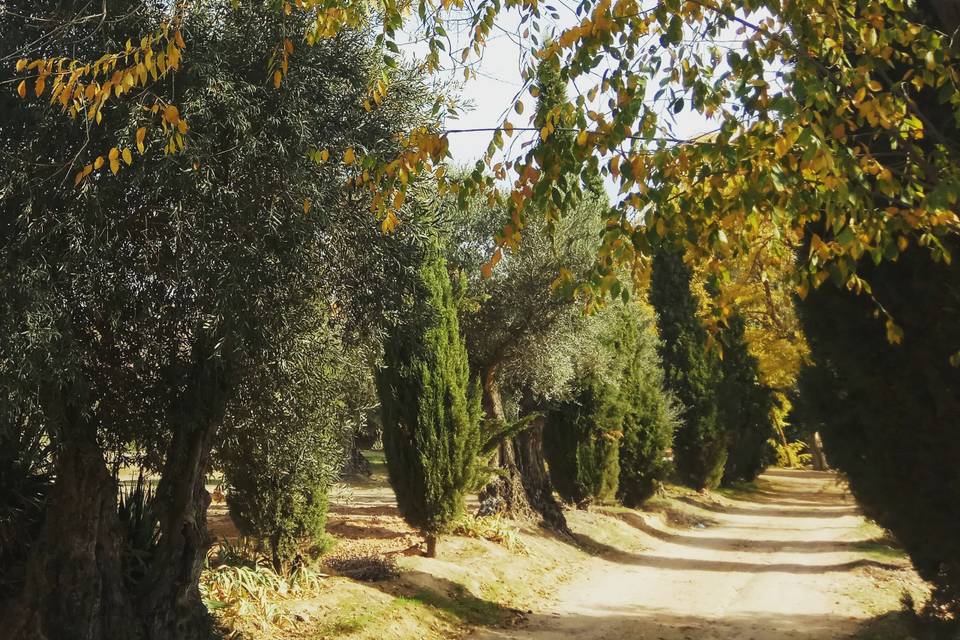 Hacienda campo y olivo