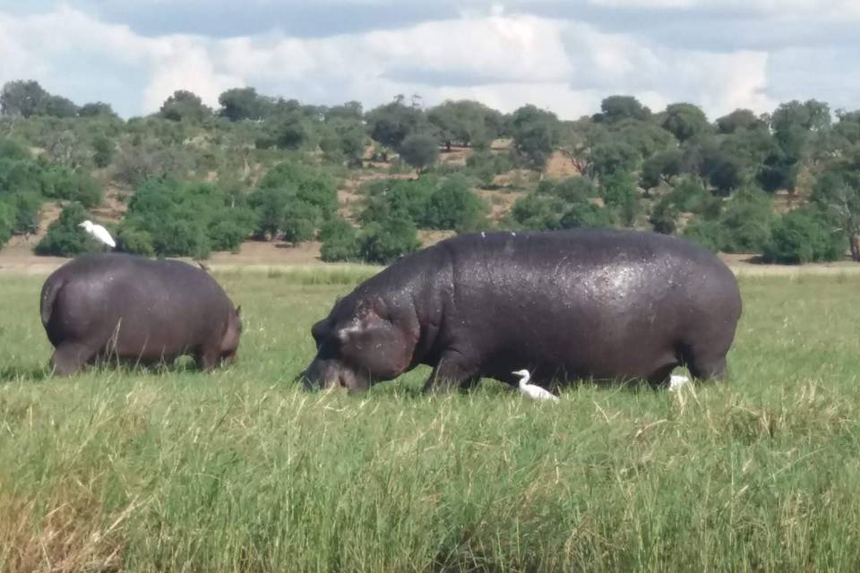 Botswana