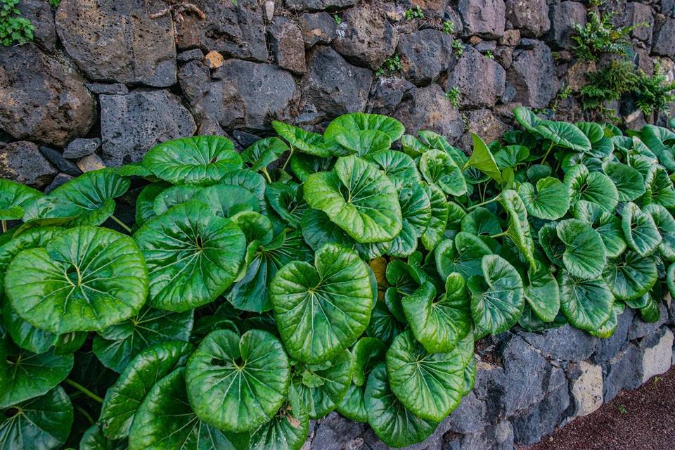 Detalle del jardín