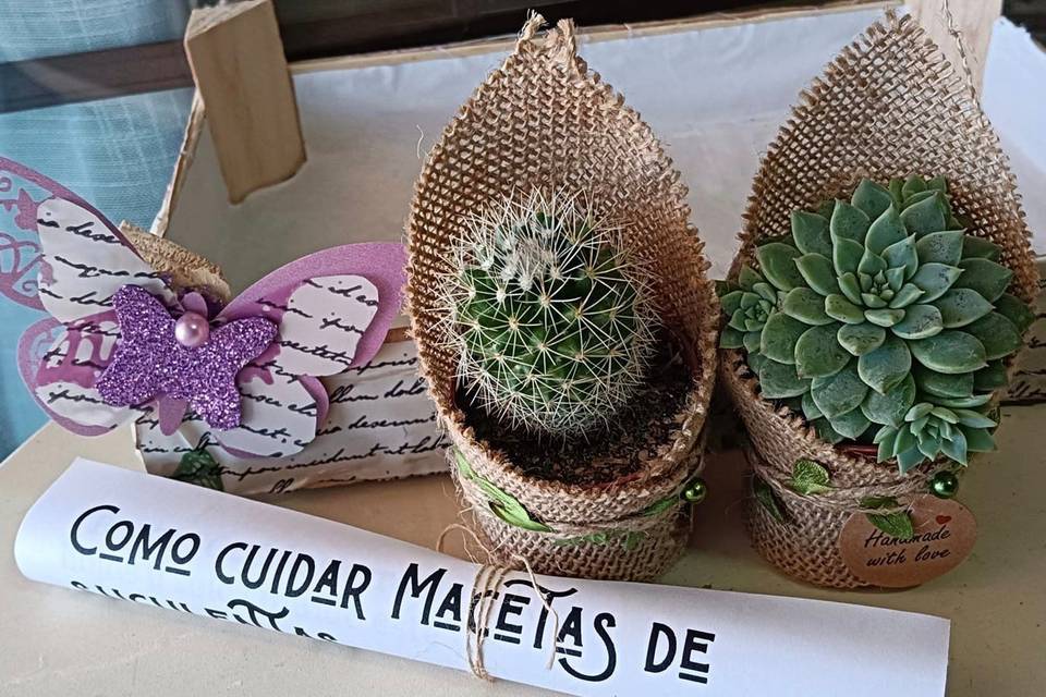 Cactus y suculentas