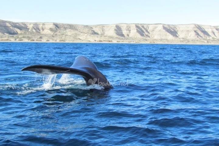 Puerto Madryn ( Argentina)