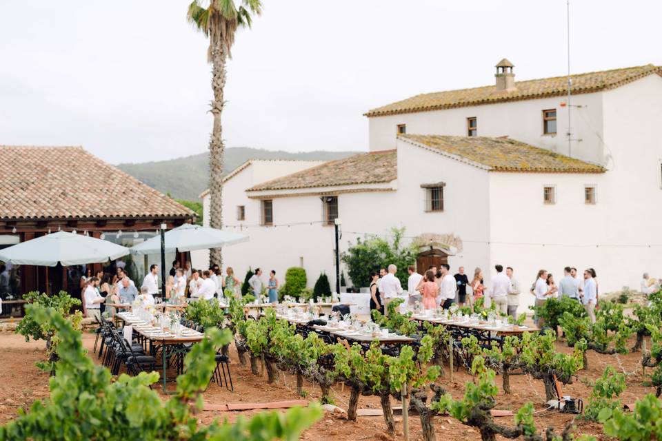 Boda entre viñedos