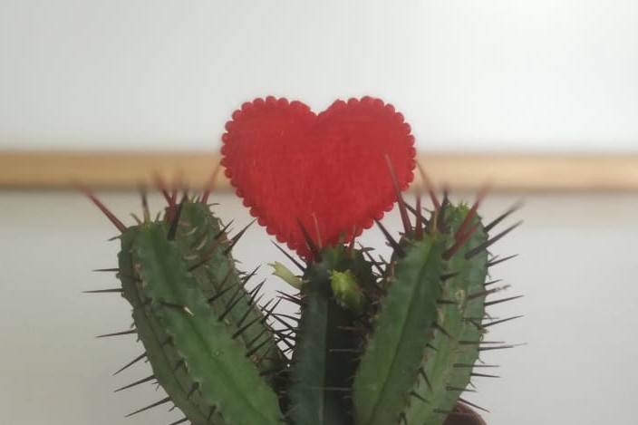 Minimaceta cactus original