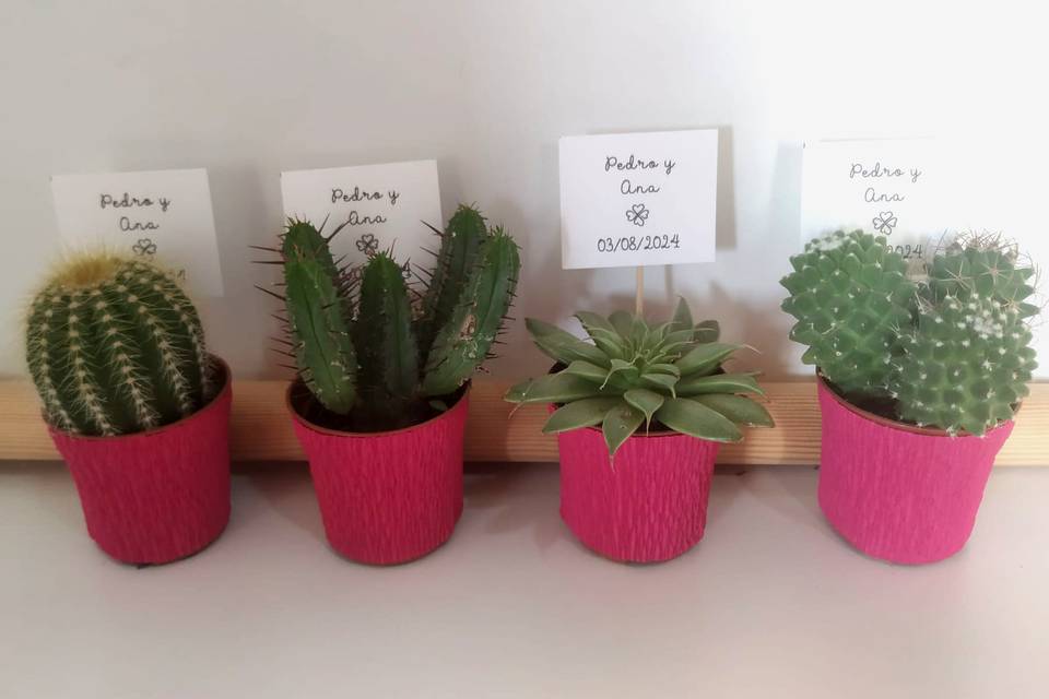 Minimacetas cactus roja
