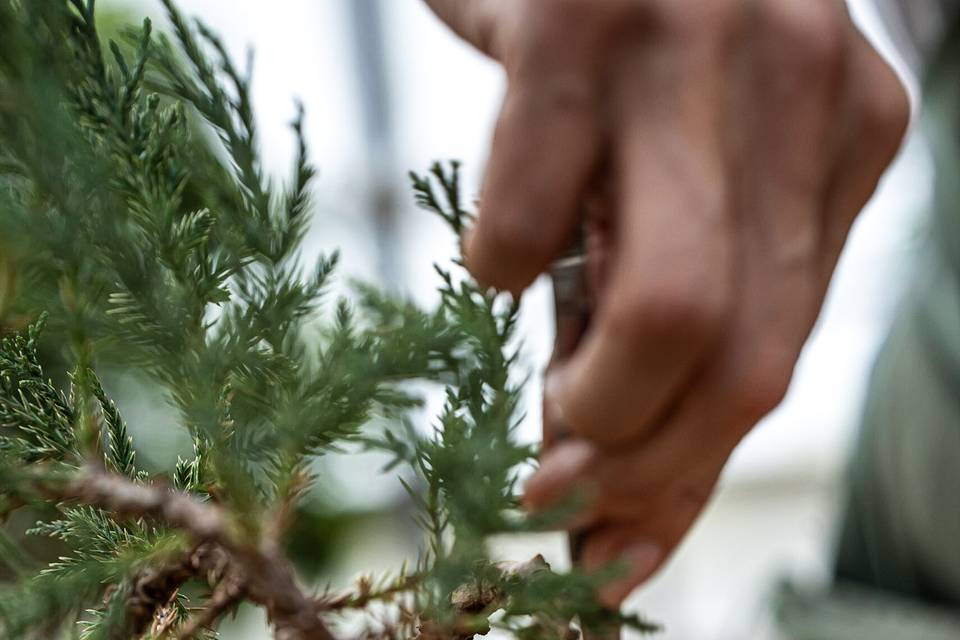 Bonsai 5 años