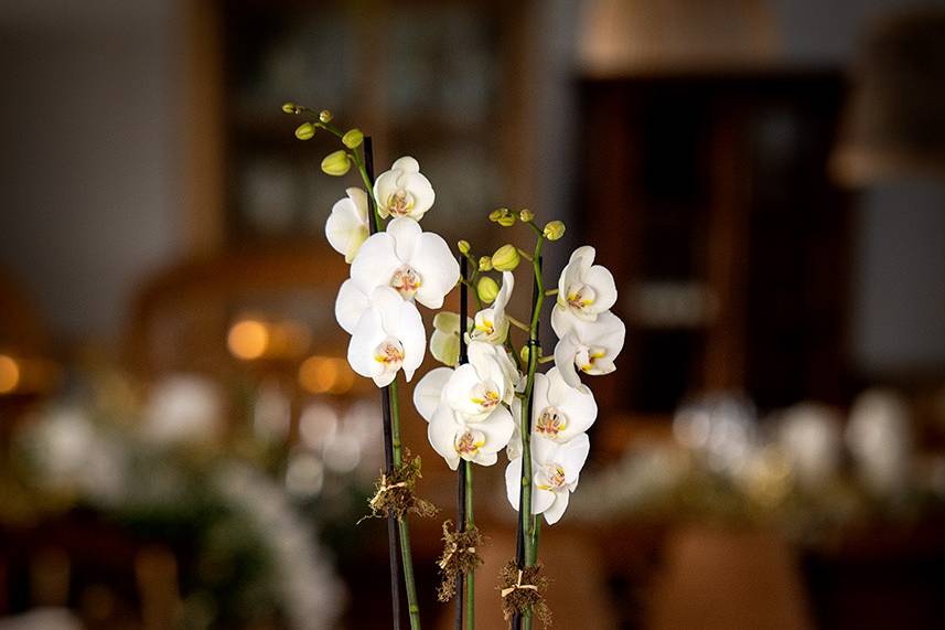 Floristería La Tardor