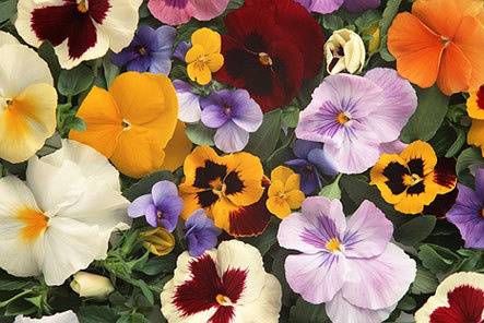 Flores de temporada