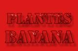 Plantes Bayana