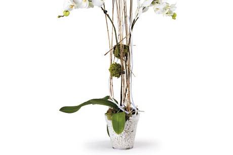 Decoración con orquídeas