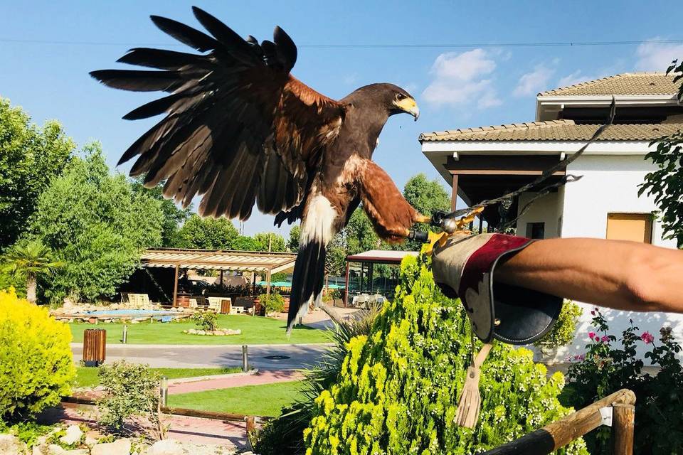 Águila ceremonia