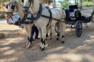 Eventos a caballo MV