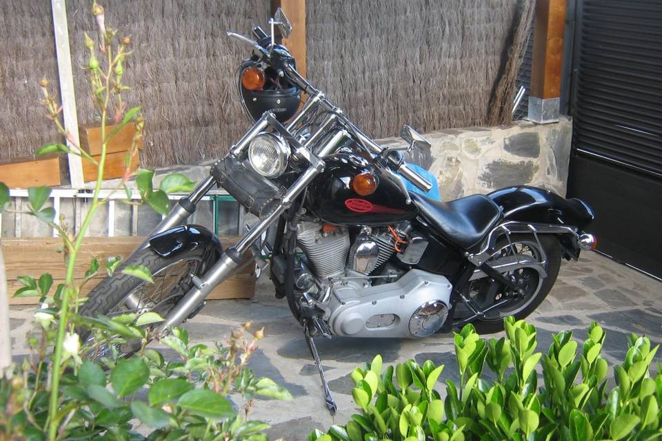 Softail Estandar 1999