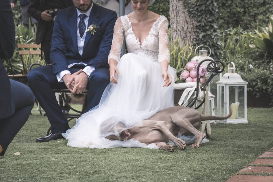 Dog wedding days