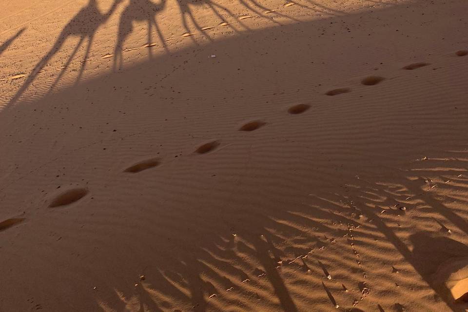 CAMELLOS
