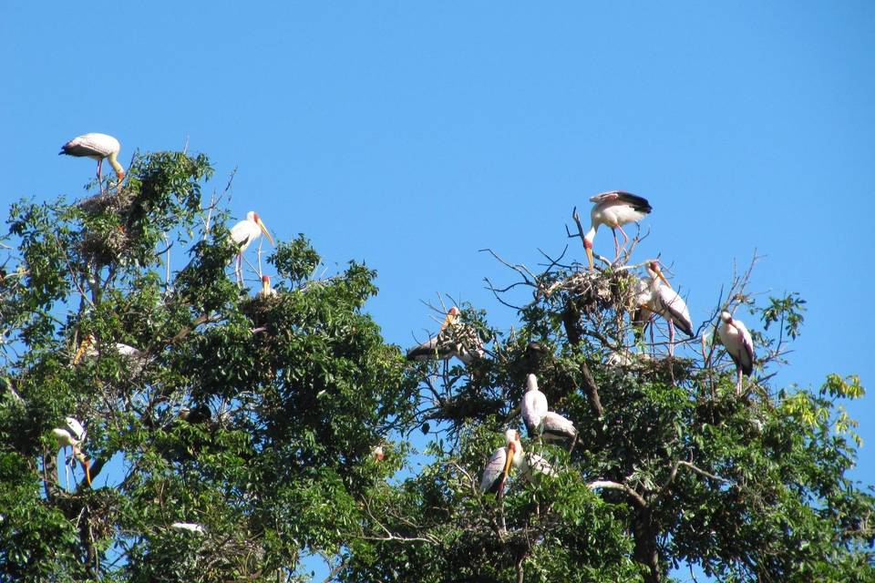 Naturaleza salvaje