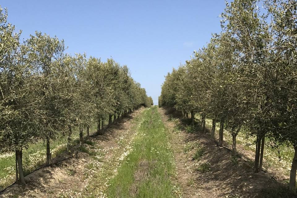 Olivar