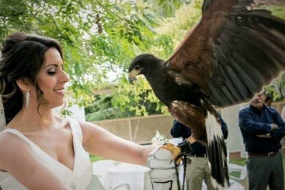 Cetrería Eventos