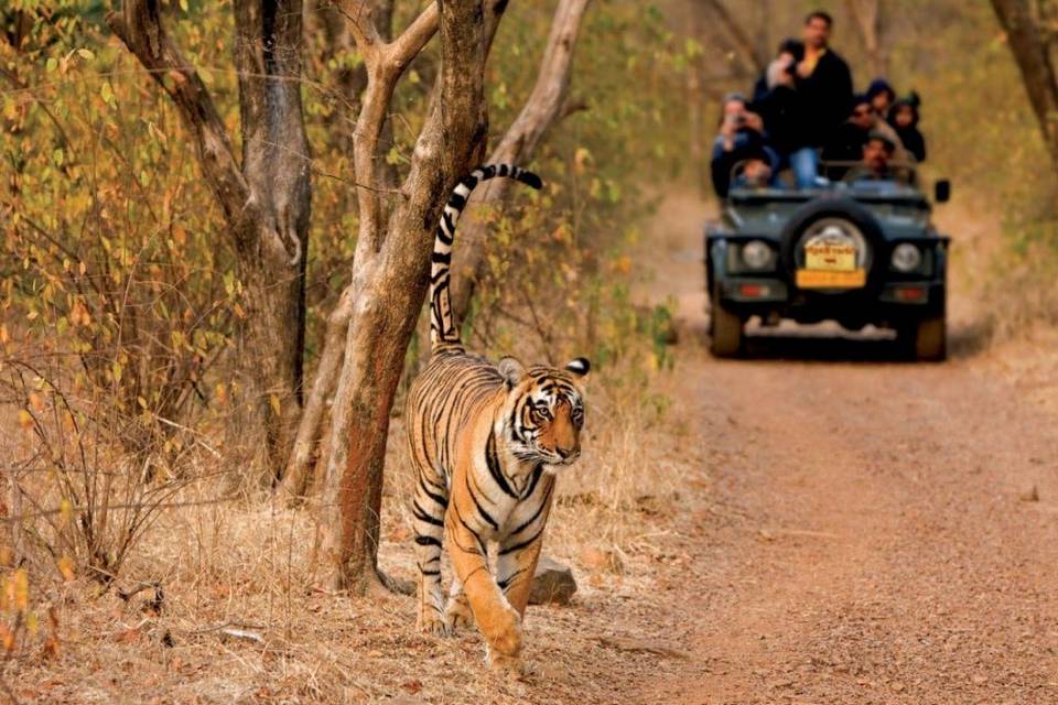 India, en busca del tigre