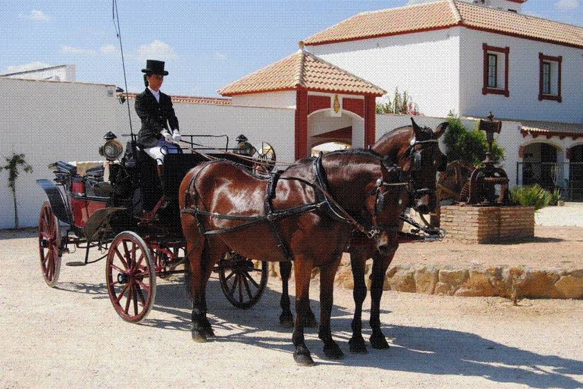 Hermosos caballos