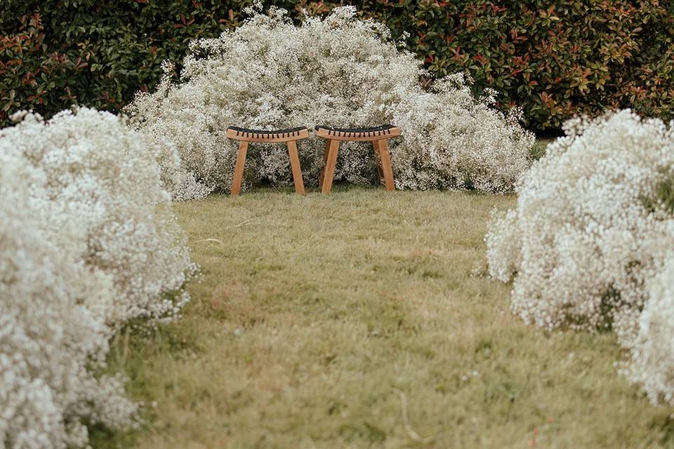 Ceremonia de paniculata