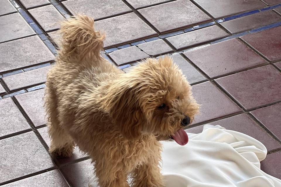 🐾