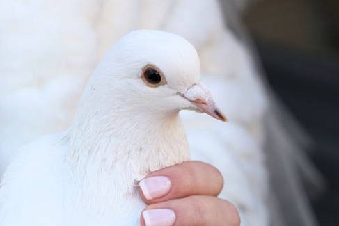 Mis Palomas