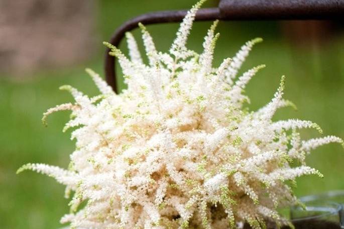 Bouquet astilbe white