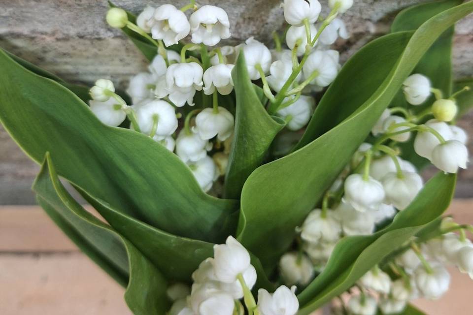 Muguet