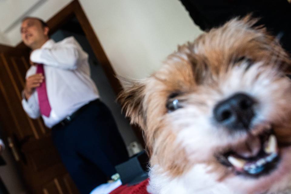 Nuestros peludos