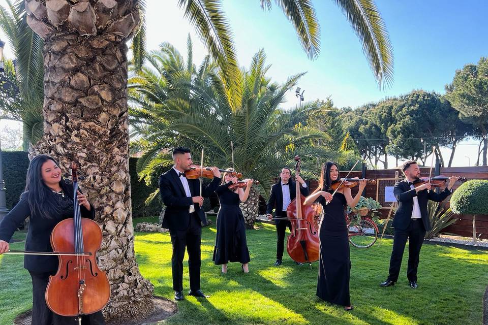 Camerata Venezziola - Violinista