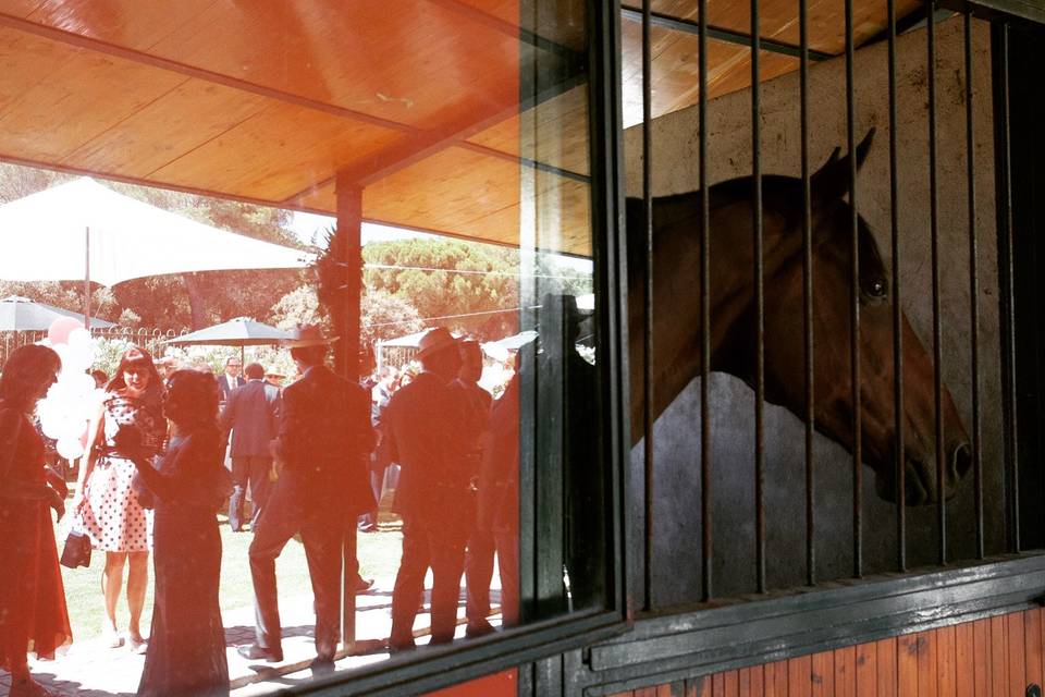 Patio de caballos