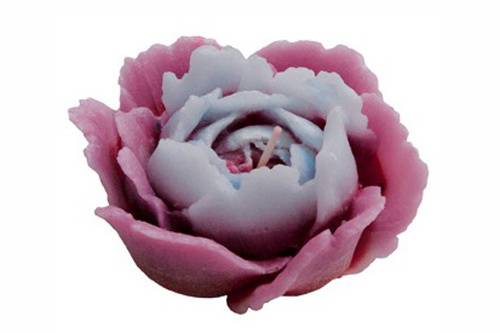 Rosa Afrodita bicolor