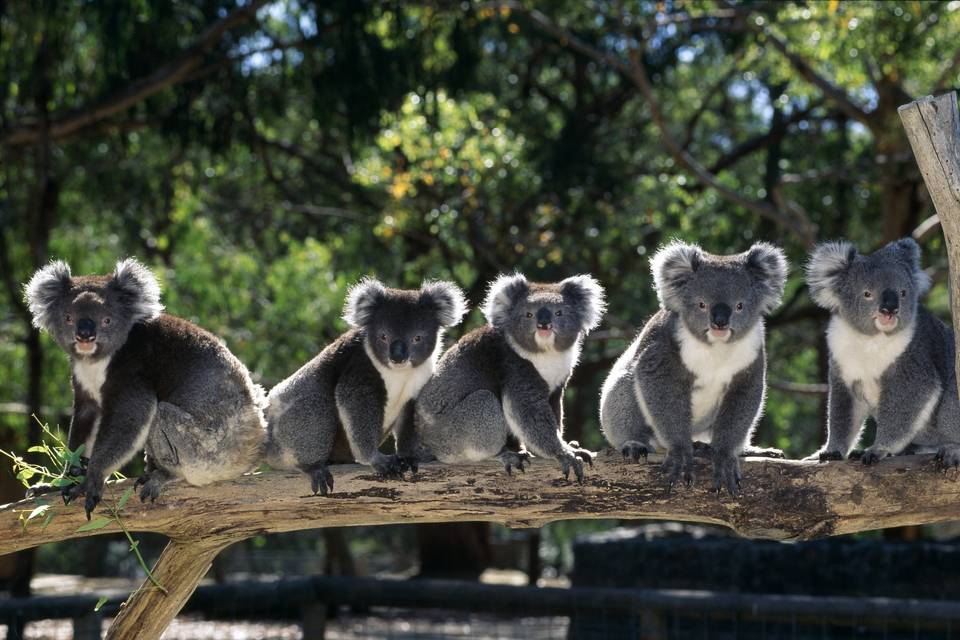 Viajes a Australia Auzeland