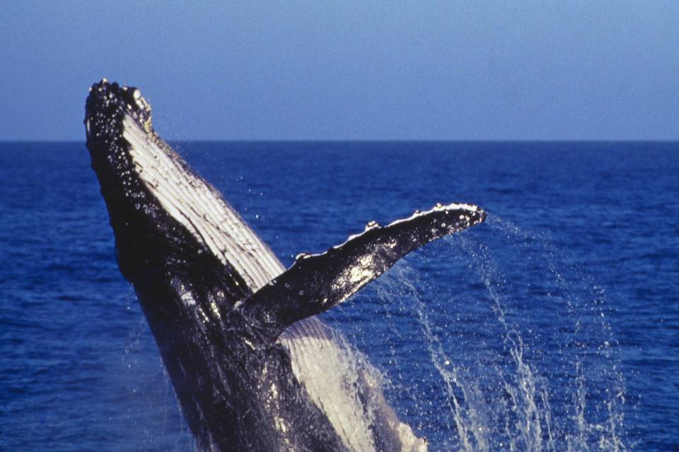 Ballenas Australia Auzeland