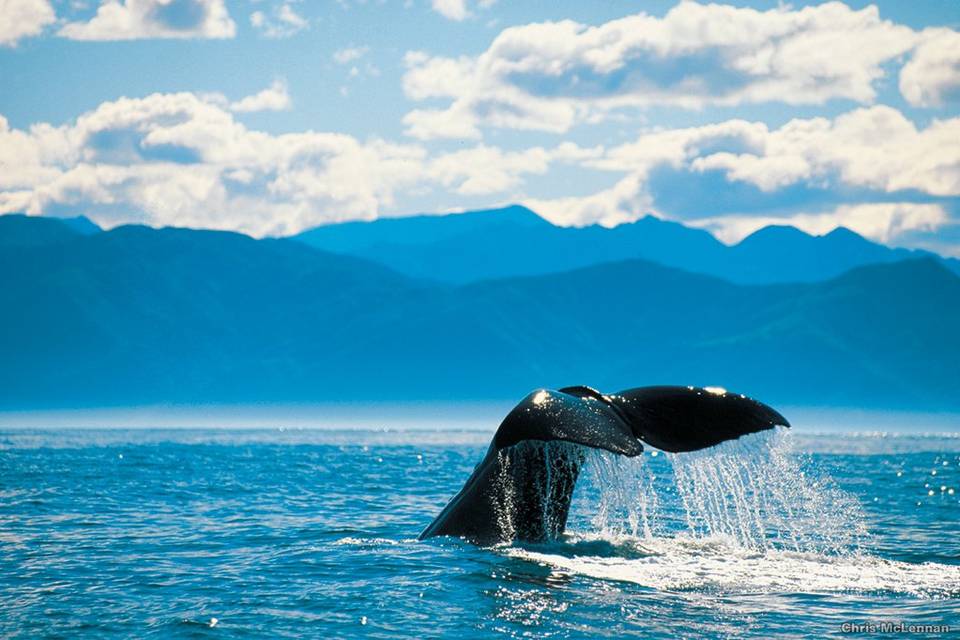 Ballenas NZ. Auzeland Viajes