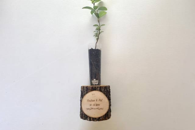 Arbre Team