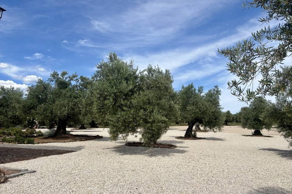 Olivar Exterior