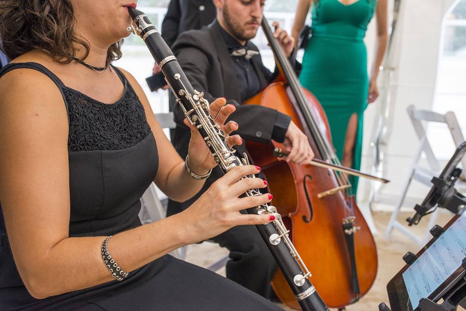 Violin Boda civil orgullo Beso