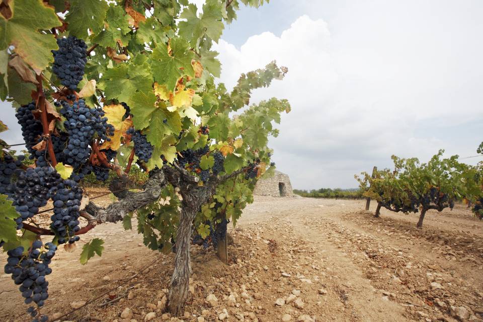 Exterior del celler