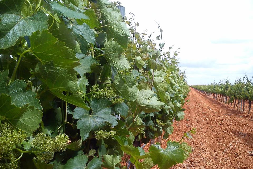 Vinos de La Cruz