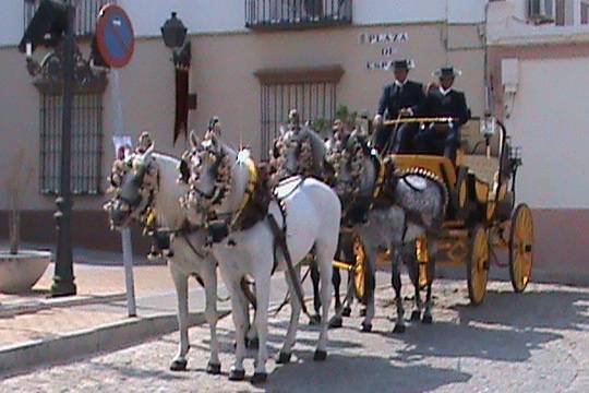 Cuarta de caballo español con guarnición calesera