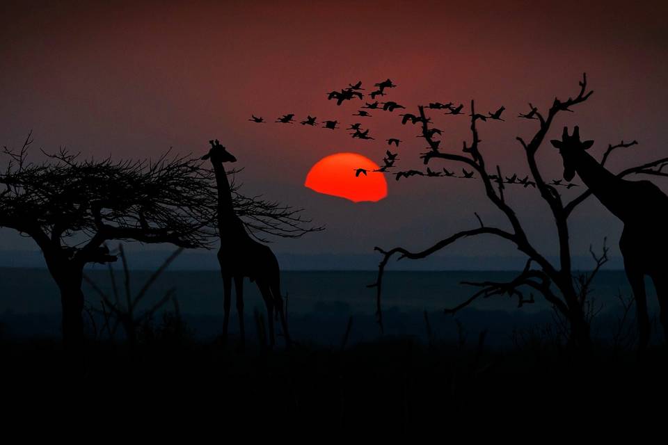 Luna de miel en africa