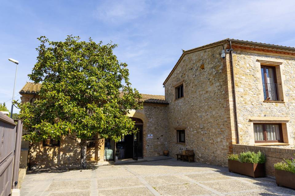 ARBOL_MAGNOLIA_VERDE_GRANDE_EXTERIOR