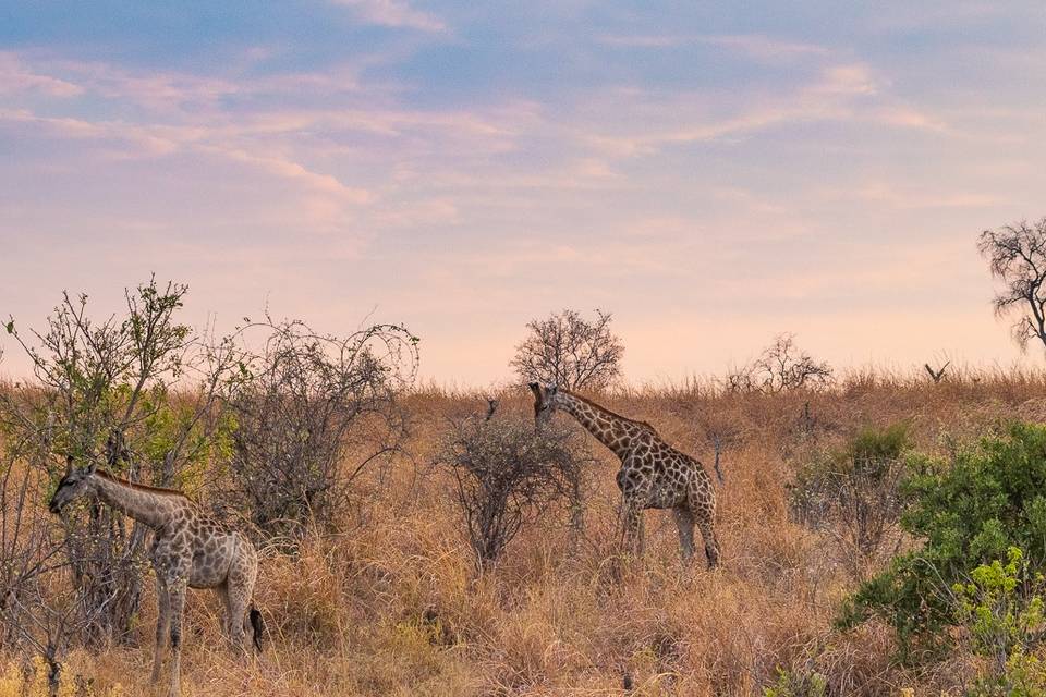 Amanecer en África