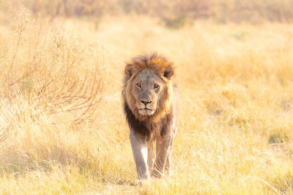 León en Botsuana