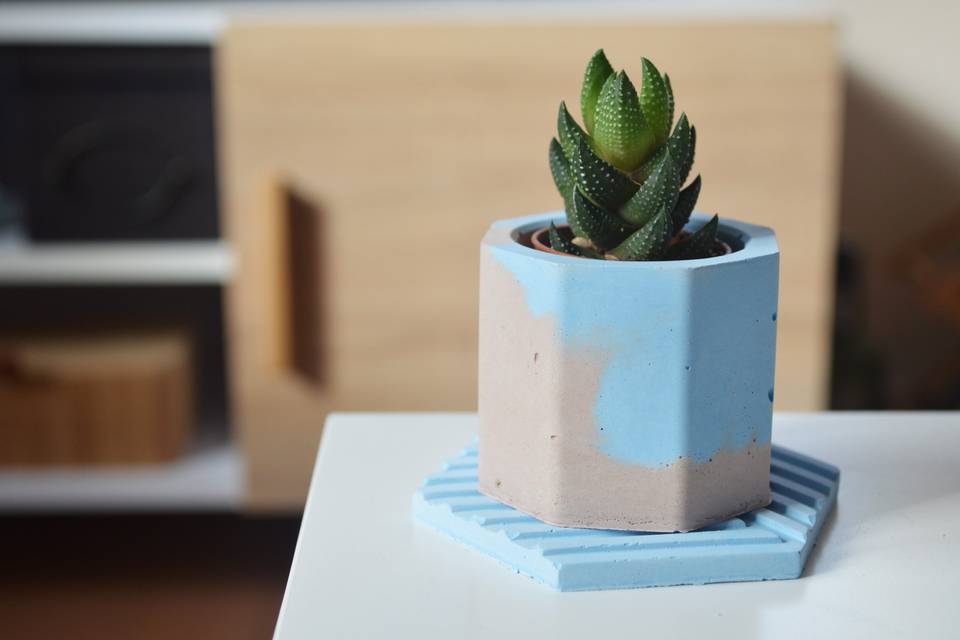 Mini maceta + plato + planta