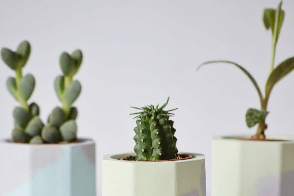 Tuerca con planta
