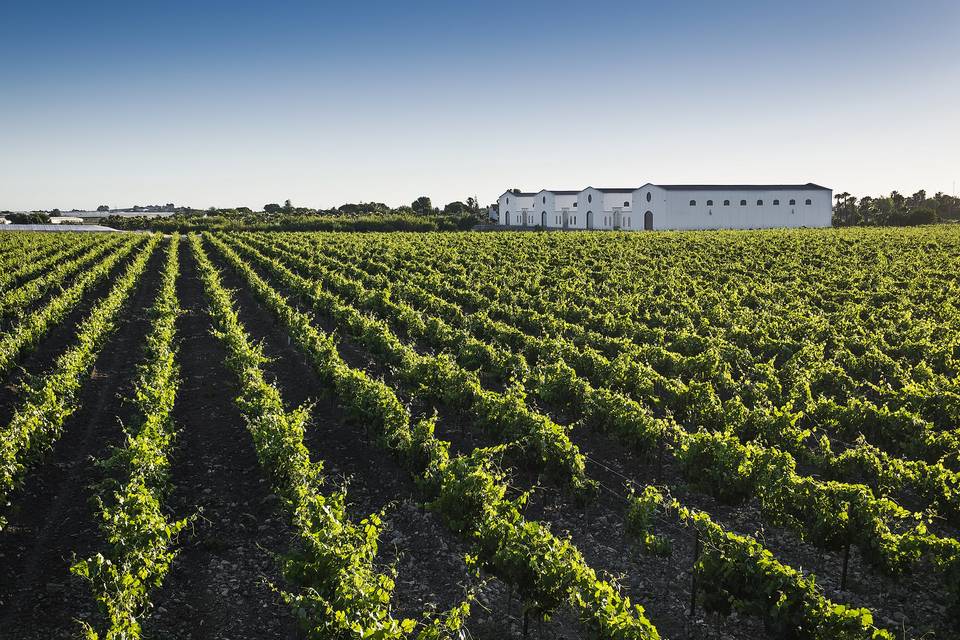 Viñedo de la finca